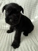 Orange , a female Miniature Schnauzer for sale in Seguin, TX – 3 of 7