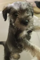 Chuck, a male Miniature Schnauzer for sale in Seguin, TX – 4 of 8