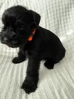 Orange , a female Miniature Schnauzer for sale in Seguin, TX – 7 of 7