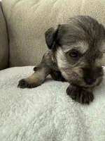 Tan, a female Miniature Schnauzer for sale in Seguin, TX – 4 of 7