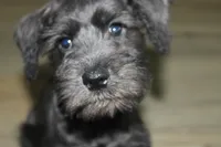 Zoey, a female Miniature Schnauzer for sale in Seguin, TX – 3 of 10