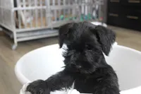 Chloe, a female Miniature Schnauzer for sale in Seguin, TX – 7 of 7