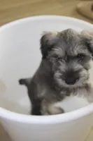 Chuck, a male Miniature Schnauzer for sale in Seguin, TX – 5 of 8