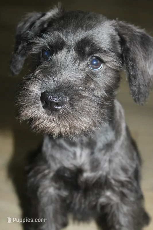 Zoey – Miniature Schnauzer puppy for sale in Seguin, TX