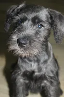 Zoey, a female Miniature Schnauzer for sale in Seguin, TX – 1 of 10