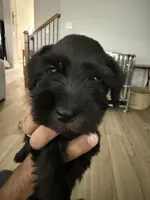 Green, a male Miniature Schnauzer for sale in Seguin, TX – 2 of 4