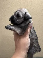 Ben, a male Miniature Schnauzer for sale in San Antonio, TX – 2 of 3