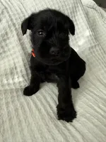 Orange , a female Miniature Schnauzer for sale in Seguin, TX – 5 of 7