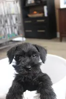 Chloe, a female Miniature Schnauzer for sale in Seguin, TX – 6 of 7