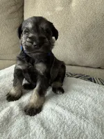 Blue, a male Miniature Schnauzer for sale in Seguin, TX – 3 of 7