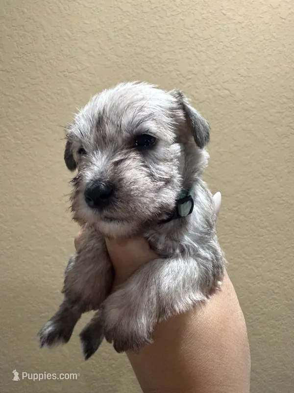 Bernice – Miniature Schnauzer puppy for sale in San Antonio, TX