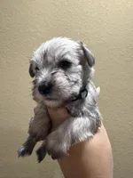 Bernice, a female Miniature Schnauzer for sale in San Antonio, TX – 1 of 3