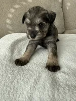 Tan, a female Miniature Schnauzer for sale in Seguin, TX – 5 of 7
