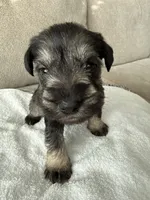 Blue, a male Miniature Schnauzer for sale in Seguin, TX – 5 of 7