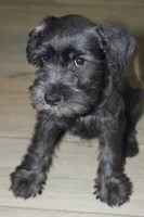 Zoey, a female Miniature Schnauzer for sale in Seguin, TX – 6 of 10