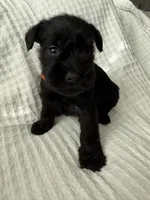 Orange , a female Miniature Schnauzer for sale in Seguin, TX – 2 of 7