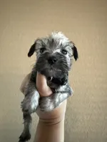 Ruby, a female Miniature Schnauzer for sale in San Antonio, TX – 3 of 4