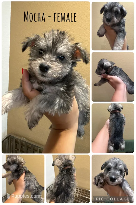 Mocha  – Miniature Schnauzer puppy for sale in San Antonio, TX