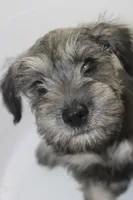 Chuck, a male Miniature Schnauzer for sale in Seguin, TX – 6 of 8