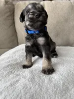Blue, a male Miniature Schnauzer for sale in Seguin, TX – 7 of 7