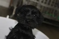 Chloe, a female Miniature Schnauzer for sale in Seguin, TX – 2 of 7