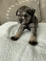 Tan, a female Miniature Schnauzer for sale in Seguin, TX – 6 of 7