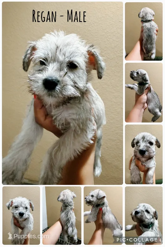 Regan – Miniature Schnauzer puppy for sale in Seguin, TX