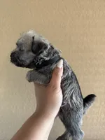 Ruby, a female Miniature Schnauzer for sale in San Antonio, TX – 2 of 4