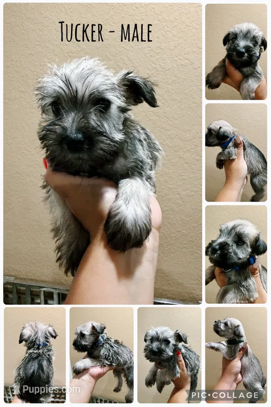 Tucker – Miniature Schnauzer puppy for sale in Seguin, TX