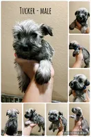 Tucker, a male Miniature Schnauzer for sale in Seguin, TX – 1 of 1