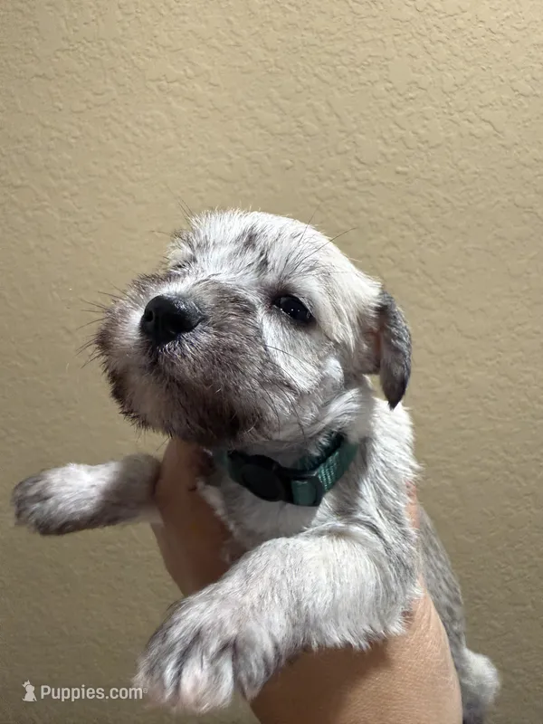 Regan – Miniature Schnauzer puppy for sale in San Antonio, TX
