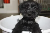 Chloe, a female Miniature Schnauzer for sale in Seguin, TX – 1 of 7