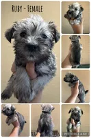 Ruby, a female Miniature Schnauzer for sale in Seguin, TX – 1 of 1