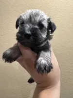 Ben, a male Miniature Schnauzer for sale in San Antonio, TX – 1 of 3