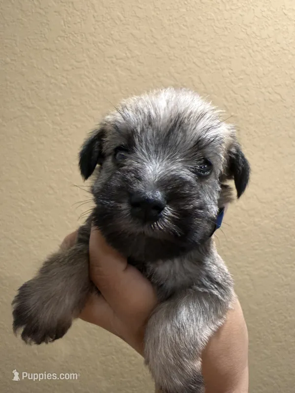 Tucker – Miniature Schnauzer puppy for sale in San Antonio, TX
