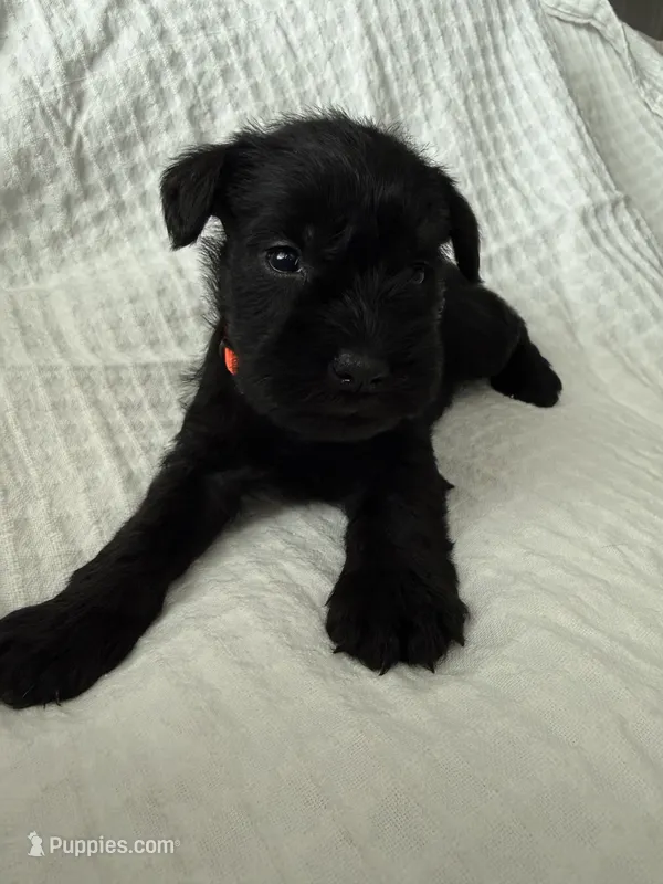Orange  – Miniature Schnauzer puppy for sale in Seguin, TX