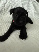 Orange , a female Miniature Schnauzer for sale in Seguin, TX – 1 of 7