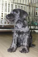 Zoey, a female Miniature Schnauzer for sale in Seguin, TX – 10 of 10