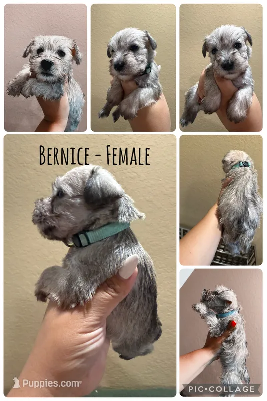 Bernice – Miniature Schnauzer puppy for sale in San Antonio, TX