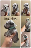 Bernice, a female Miniature Schnauzer for sale in Seguin, TX – 1 of 1