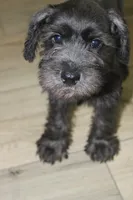 Zoey, a female Miniature Schnauzer for sale in Seguin, TX – 2 of 10