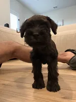 Green, a male Miniature Schnauzer for sale in Seguin, TX – 4 of 4