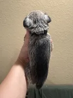 Ben, a male Miniature Schnauzer for sale in San Antonio, TX – 3 of 3