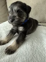 Blue, a male Miniature Schnauzer for sale in Seguin, TX – 4 of 7