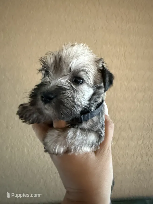 Ruby – Miniature Schnauzer puppy for sale in San Antonio, TX
