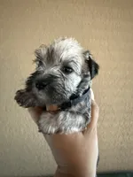 Ruby, a female Miniature Schnauzer for sale in San Antonio, TX – 1 of 4