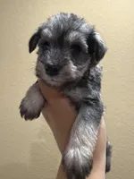 Mocha , a female Miniature Schnauzer for sale in San Antonio, TX – 3 of 3