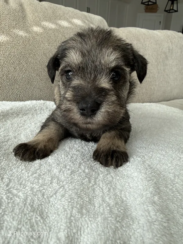 Stacey – Miniature Schnauzer puppy for sale in Seguin, TX