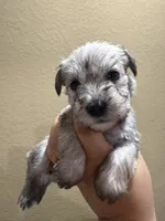 Bernice, a female Miniature Schnauzer for sale in San Antonio, TX – 3 of 3