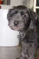 Zoey, a female Miniature Schnauzer for sale in Seguin, TX – 5 of 10